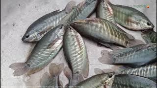 Budidaya Ikan Sepat Menjanjikan | Sudah Tembus Ekspor