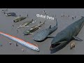 Fish size comparison 3d  3d animation size comparison