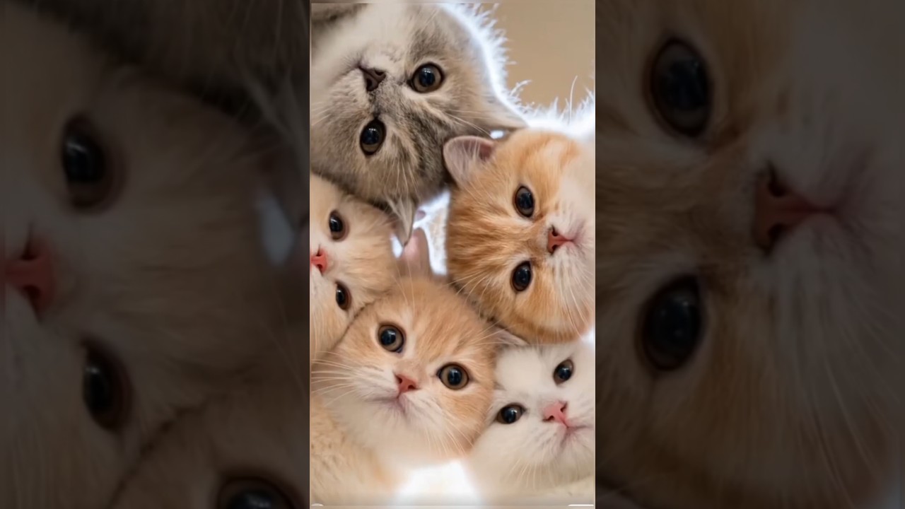 A collection of adorable cat faces 😻 