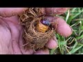 A Secret Nest Inside the palms Tree.#insects #subscribe #viralvideo 