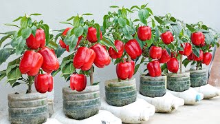 Discover How To Grow Chili And Bell Peppers Simple But Extremely Effective At Home