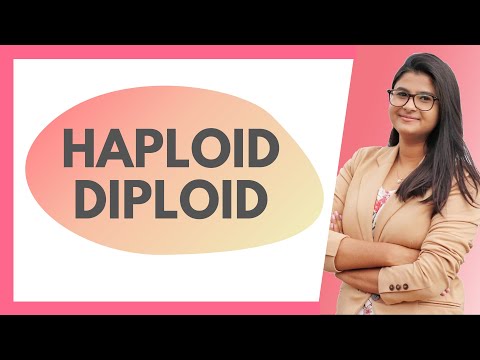 Video: Is antheridium haploïde of diploïde?