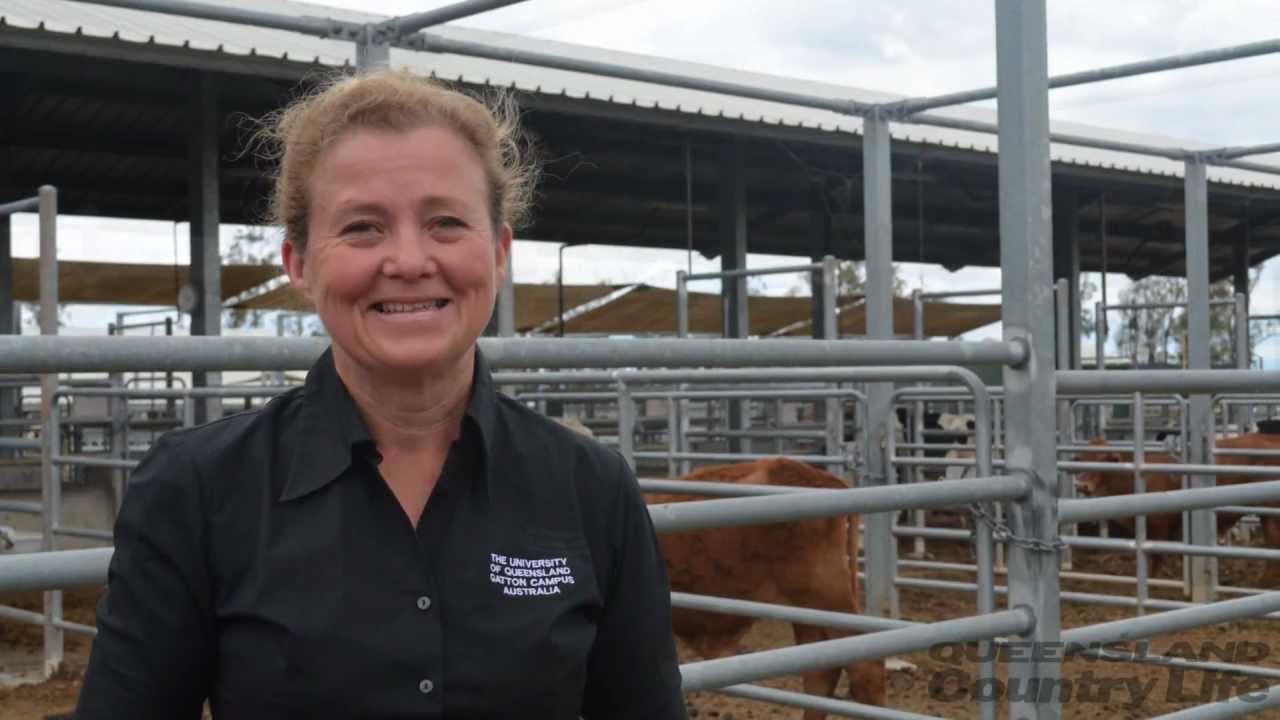 Enhancing cattle growth with supplementary feed regimes