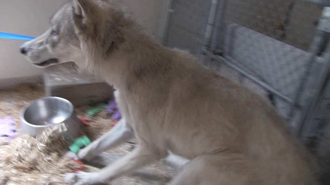 wolf of wall street Rescued wolfdog Draco arrives