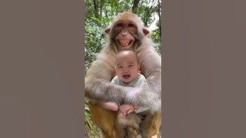 funny monkeys video ! funny monkey laughing ! plz achieve my target 100k subscribers 😢😭😭🙏