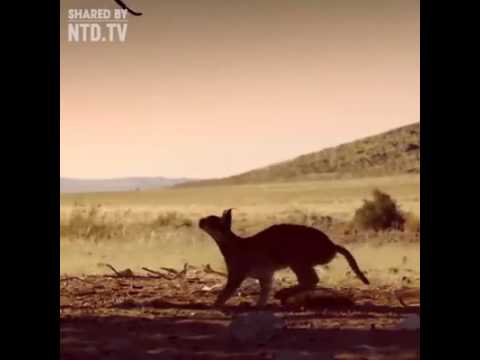 वीडियो: जगुआर: एक जंगली बिल्ली, चरित्र, निवास स्थान और जीवन शैली, फोटो की उपस्थिति का वर्णन