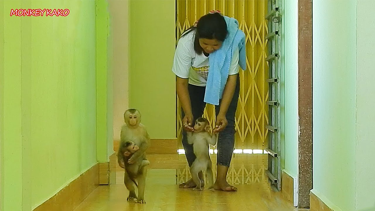 Adorable Monkey Kako Walking Hug Tiny Nina Go Toilet Take Bath