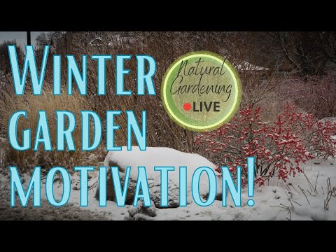 Vídeo: Winter Gardening Challenge – Motivação para jardinagem no inverno