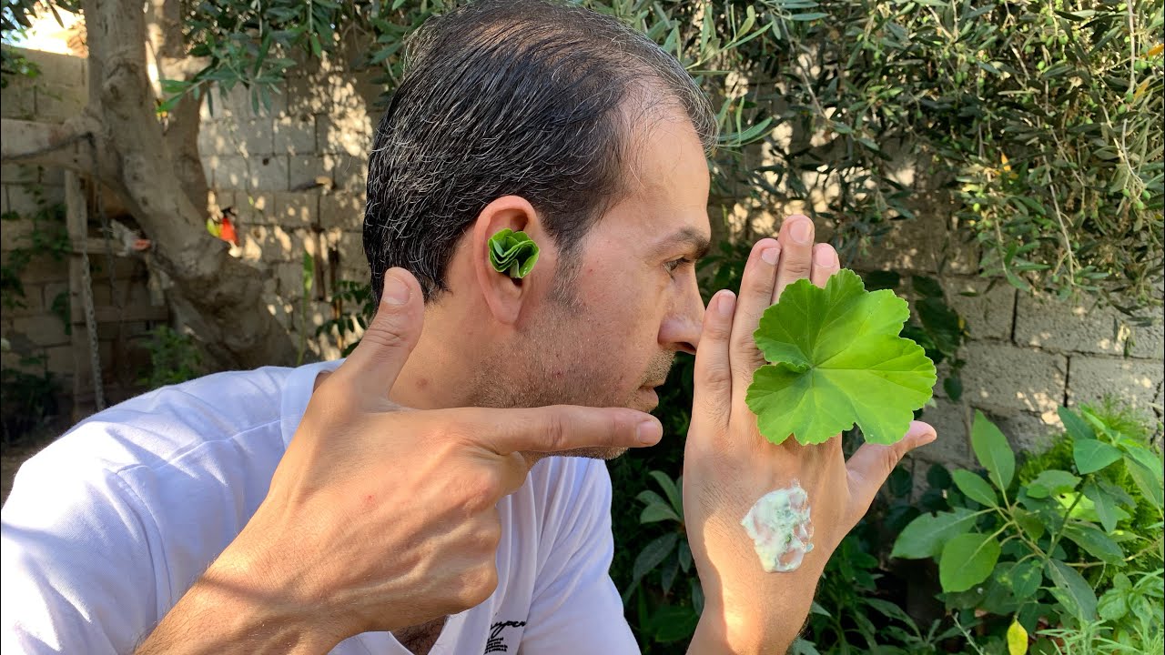 ورقة واحدة من هذا النبات كنز لا يقدر بثمن !! علاج لأي مشاكل صحية أو جمالية خارج آو داخل الجسم