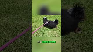 Control Your Dog Instantly With This Harness Handle