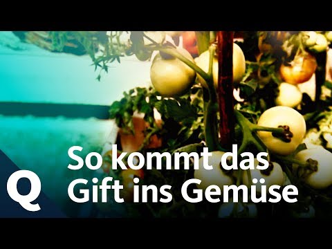 Schadstoffe: So gelangen Blei und Co in dein Gemüse | Quarks