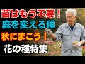 【実話】７０代の庭を変えた！秋にまいてよかった花の種５選｜苗なしでここまで咲くとは…