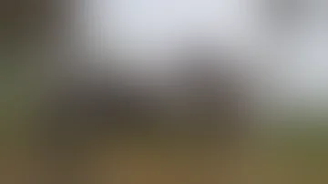 كيف تتزاوج الفيله كيف تتزاوج الفيله