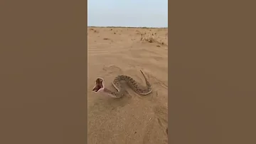 افعى ام جنيب 