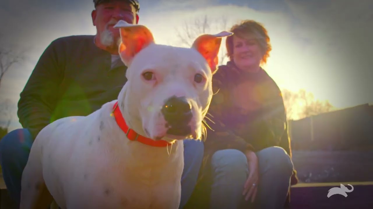 Here's Why 'Pit Bulls and Parolees' Is Ending
