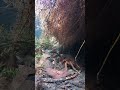 湧き水が流れる溝の草陰
