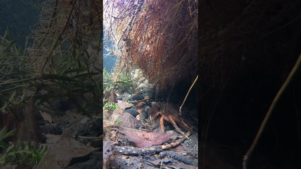 湧き水が流れる溝の草陰