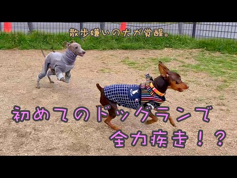 【全力疾走⁈ 】イタリアングレーハウンドのドッグランデビューでハプニング！？【イタグレ】