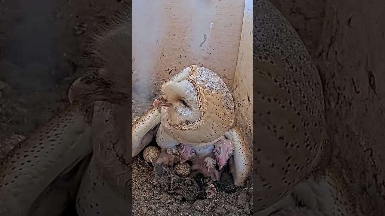 🪶📹 Rare Early Life Moment | Feeding a Day-Old Owl Chick