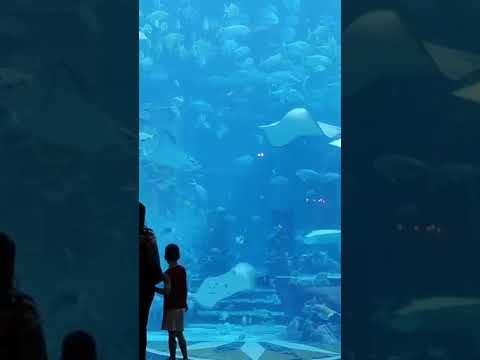 The Lost Chambers Aquarium. The Atlantis, Palm Jumeirah Dubai