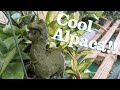 Coolpaca timelapse shorts satisfying