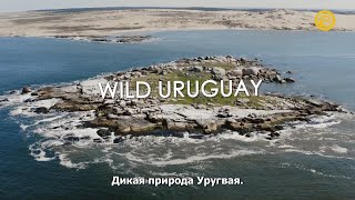 Дикая природа Уругвая / Wild Uruguay