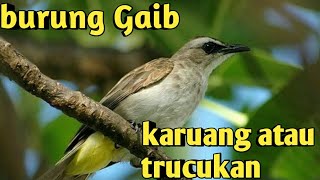 SUARA PIKAT BURUNG KARUANG ATAU TRUCUKAN