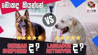 German Shepherd VS Labrador Retriever   මොකද කියන්නේ...?  Ceylon Pet Media