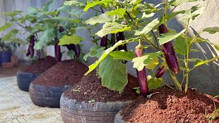 No need garden, Growing eggplant is simple for everyone