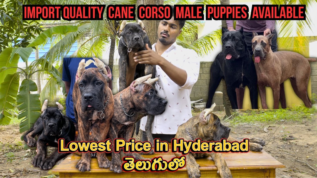 Cane corso for sale In Hyderabad | #canecorsopuppies #puppy #pets