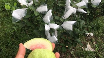 Cách xử lý cho Ổi Ruby ra hoa đậu trái gần như 100%-(P2)- 0919705120 #fruit #rubyvietnam #ỔiRuby