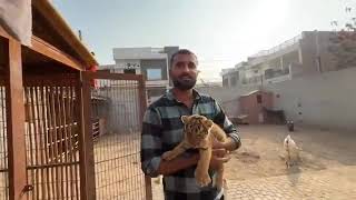 Tiger cub Price Reveal  aur tiger ko churane agaya chhor  Shahar Mein Dehat