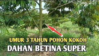 petani bijak akan melakukan ini supaya dahanya besar @masagrochannel3134