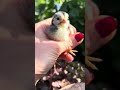 #tierliebe #hühner #küken #kükenliebe #hühnerhaltung #garten #shorts #cute #zwerghühner #hühnerliebe