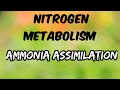 Ammonia assimilation || Nitrogen metabolism