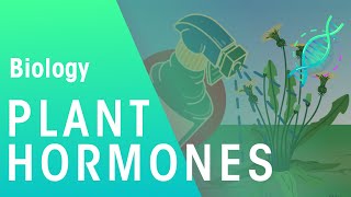 Uses of Plant Hormones | Plants | Biology | FuseSchool