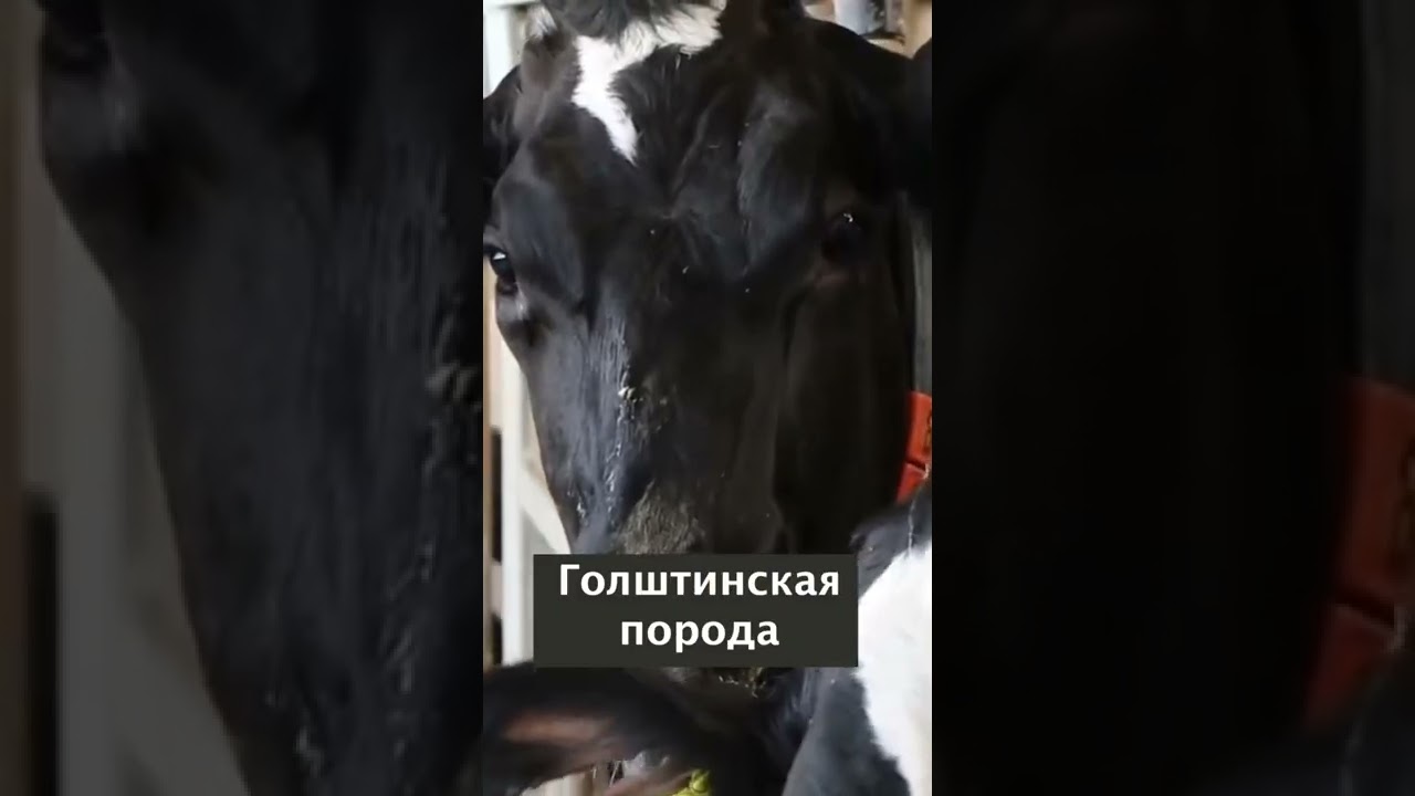 Голштинская порода является самой распространённой породой молочного скота в мире.