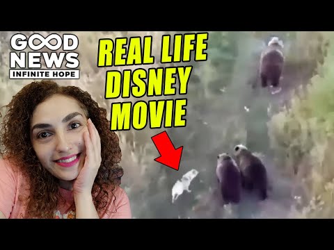 REAL LIFE Disney movie - A dog & some bears