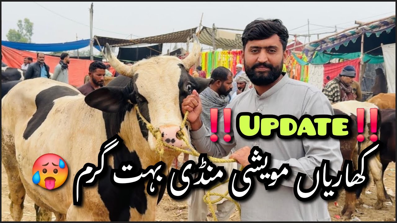 Kharian mawaishi mandi today update | mandi ma janwarun k high raits 🥵