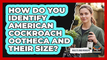How Do You Identify American Cockroach Ootheca And Their Size? - Insects and Invaders