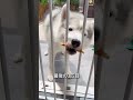 ハスキーが一番賢い理由🐶🦴#shorts