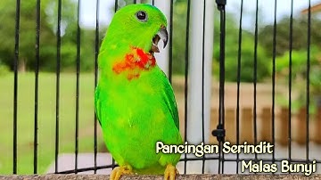 Pancingan Bunyi Serindit Muda Totol Seperti Ini, AmpuH Atasi Serindit Yang Malas bunyi