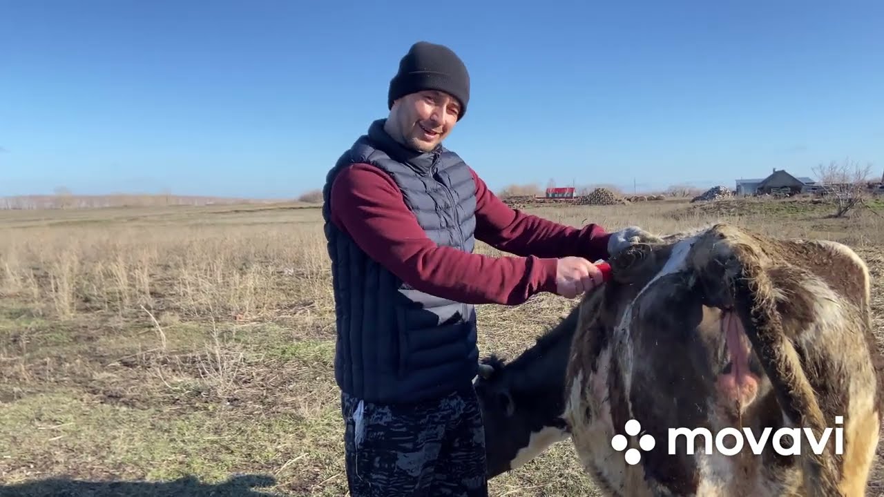 Нетель перед отелом на воле! Наше стадо увеличивается перед сокращением! Все коровы на лугу!