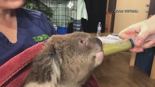 Fresno Chaffee Zoo Finds Way To Help Animals In Australia Wildfires