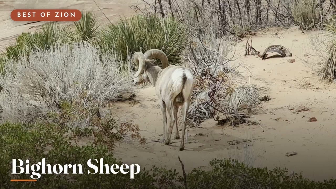 Desert Bighorn Rams, East Zion