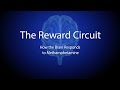 The reward circuit how the brain responds to methamphetamine