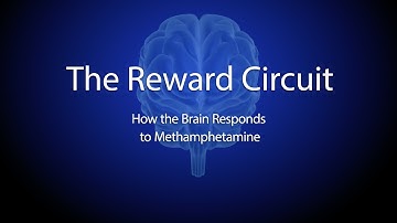The Reward Circuit: How the Brain Responds to Methamphetamine