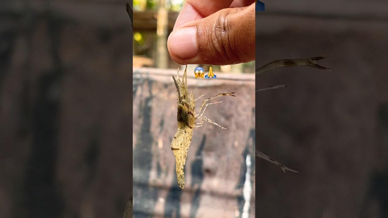 Shrimp Rescue Mission 🍤🙏 | Life Saved Just in Time 😱 | Short Video 