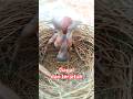 ANAK BURUNG KEDASIH SAKING SEMANGAT NYA MENDORONG AKHIRNYA GAGAL DAN TER JATUH#SHORTS