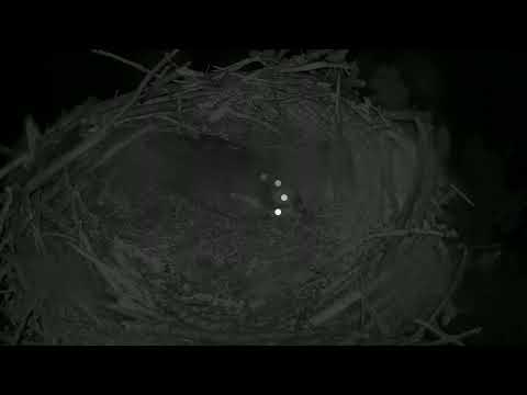 camera iphone 8 plus apk Glaslyn Ospreys Live Stream